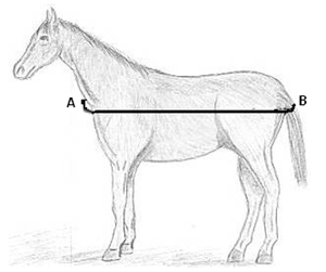 helpful_info_measure_horse_blanket