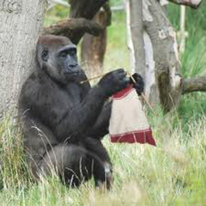 who_knits_gorilla